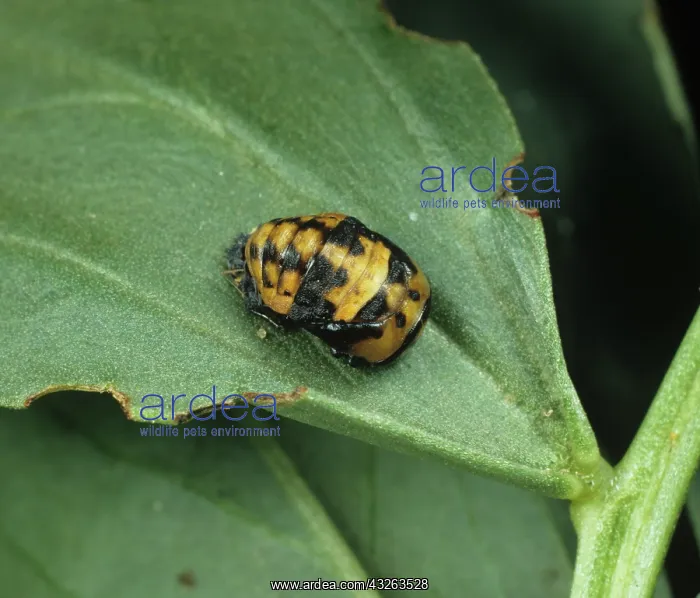 : Seven Spot Ladybird pupa : Seven Spot Ladybird pupa