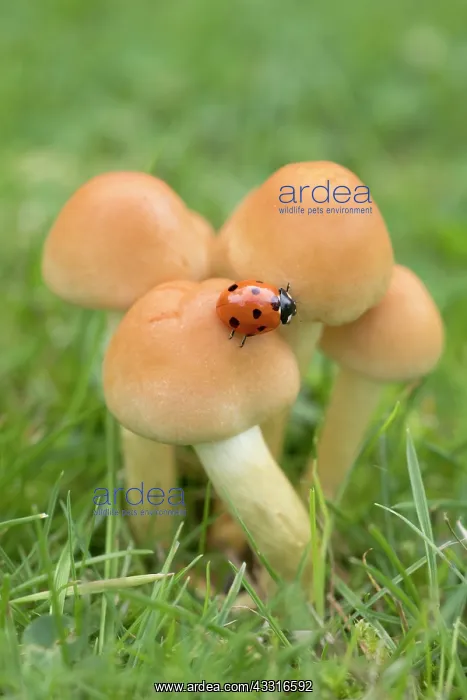 : Seven-spot ladybird on Sulphur tuft fungi : Seven-spot ladybird on Sulphur tuft fungi