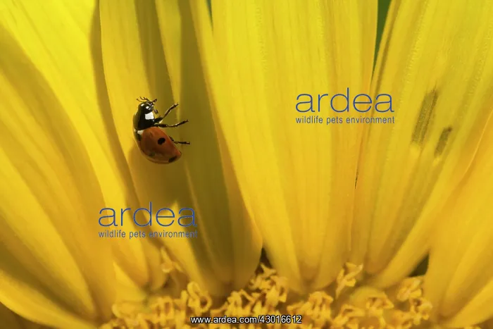 : Seven-spot Ladybird on sunflower (Helianthus annuus) Summer : Seven-spot Ladybird on sunflower (Helianthus annuus) Summer