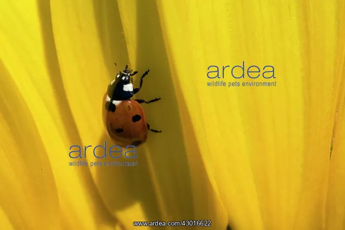 : Seven-spot Ladybird on sunflower (Helianthus annuus) Summer : Seven-spot Ladybird on sunflower (Helianthus annuus) Summer