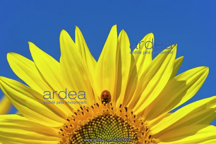 : Seven-spot Ladybird on sunflower (Helianthus annuus) Summer : Seven-spot Ladybird on sunflower (Helianthus annuus) Summer
