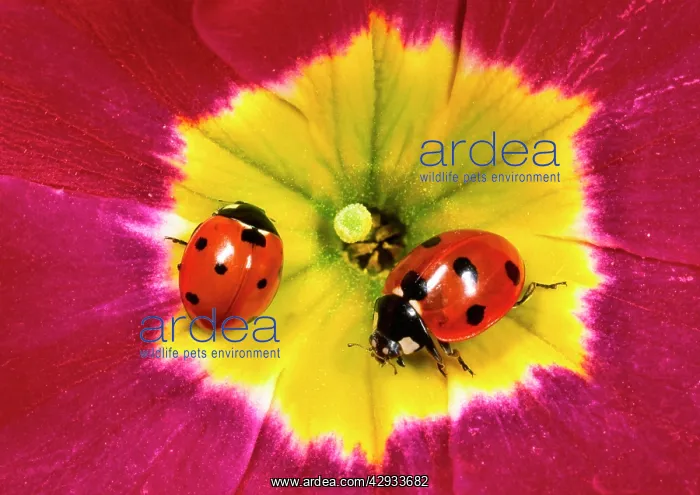 : Seven-spot ladybirds - Pair on Primula flower : Seven-spot ladybirds - Pair on Primula flower