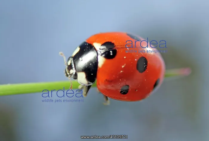 : Seven-spott ladybird (Coccinella septempunctata) : Seven-spott ladybird (Coccinella septempunctata)
