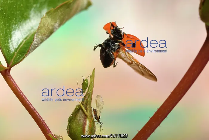  : Seven-spott ladybird (Coccinella septempunctata)