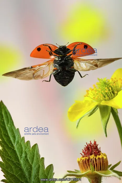 : Seven-spott ladybird (Coccinella septempunctata : Seven-spott ladybird (Coccinella septempunctata