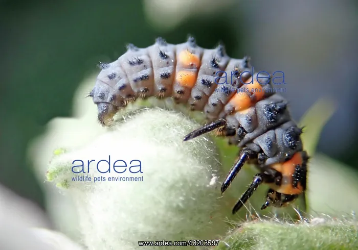 : Seven-spott ladybird (Coccinella septempunctata) : Seven-spott ladybird (Coccinella septempunctata)