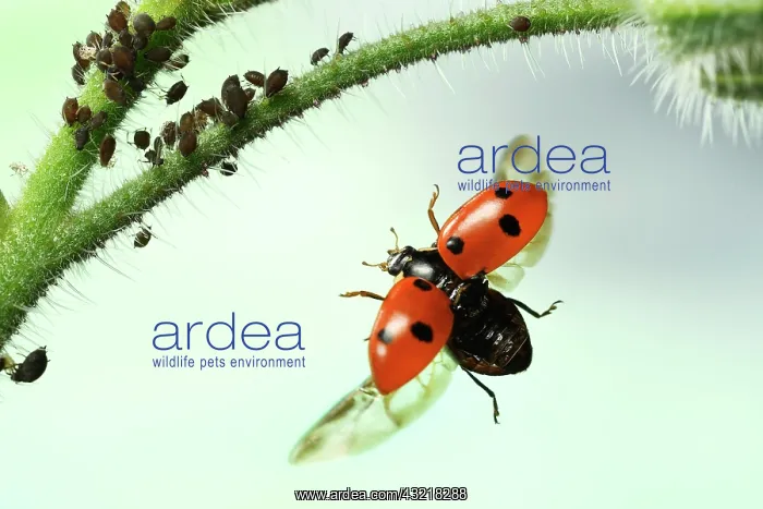 : Seven-spott ladybird (Coccinella septempunctata) : Seven-spott ladybird (Coccinella septempunctata)