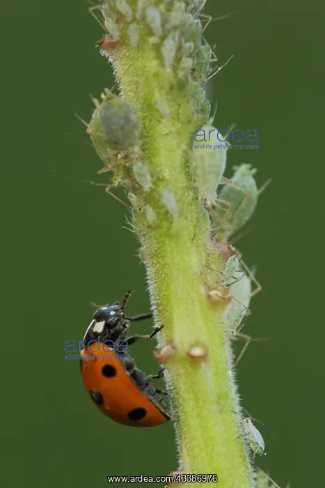  : Seven-spott ladybird (Coccinella septempunctata)