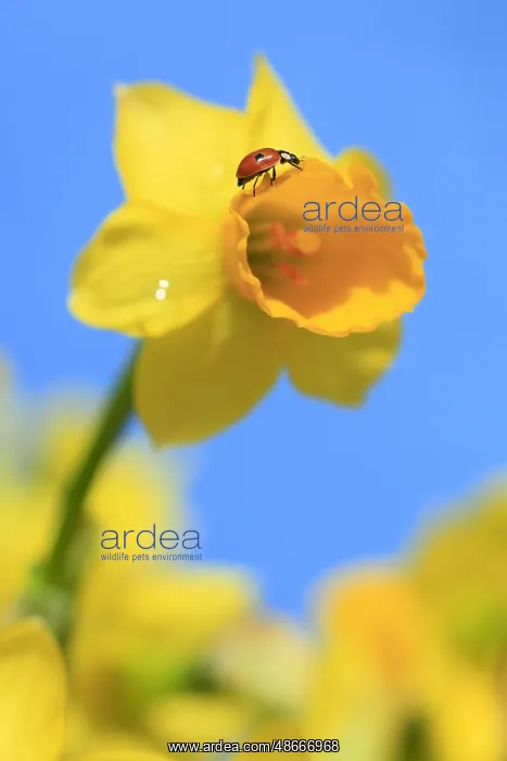 : Seven-spott ladybird on narcissus ( Coccinella : Seven-spott ladybird on narcissus ( Coccinella