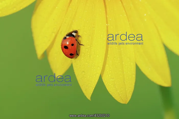 : Seven-spotted Ladybug (Coccinella septempunctata) : Seven-spotted Ladybug (Coccinella septempunctata)