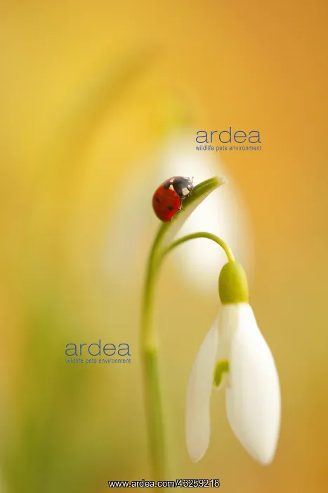 : Seven-spotted ladybug (Coccinella septempunctata) : Seven-spotted ladybug (Coccinella septempunctata)