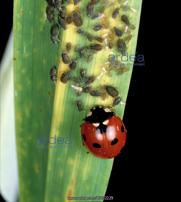 : Seven-spotted ladybug eating aphids : Seven-spotted ladybug eating aphids