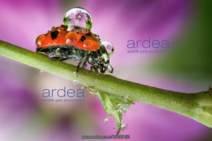 : Sevenspotted lady beetle (Coccinella septempunctata) : Sevenspotted lady beetle (Coccinella septempunctata)