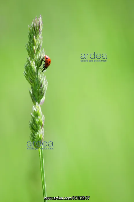 : Sevenspotted lady beetle (Coccinella septempunctata) : Sevenspotted lady beetle (Coccinella septempunctata)