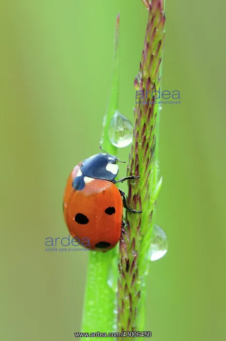 : Sevenspotted Lady Beetle dew drops : Sevenspotted Lady Beetle dew drops