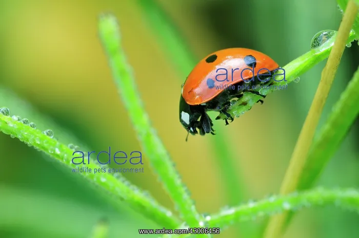 : Sevenspotted Lady Beetle dew drops : Sevenspotted Lady Beetle dew drops