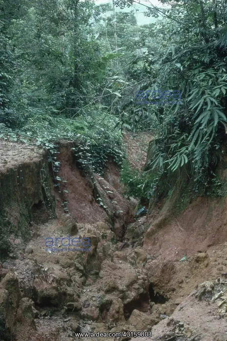 : Severe Gully Erosion : Severe Gully Erosion