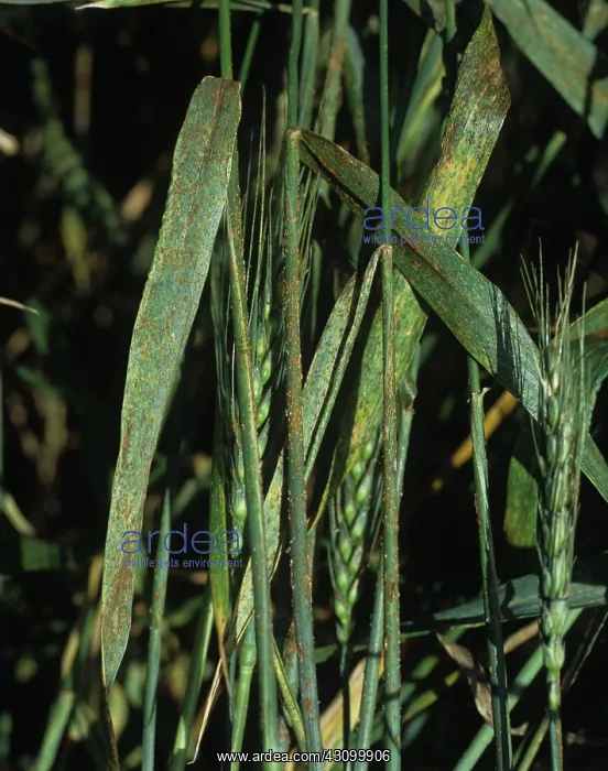 : Severe infection black stem rust : Severe infection black stem rust