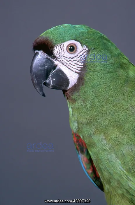 : Severe Macaw : Severe Macaw