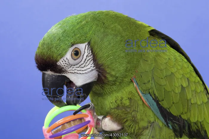 : Severe Mini Macaw : Severe Mini Macaw
