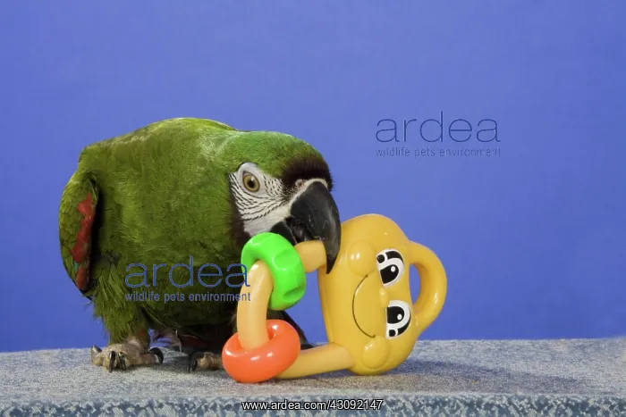 : Severe Mini Macaw : Severe Mini Macaw