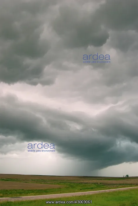 : Severe Thunderstorm : Severe Thunderstorm