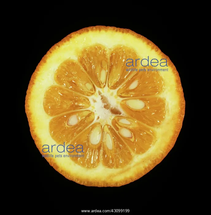 : Seville Orange : Seville Orange