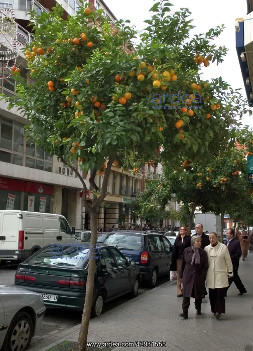 : Seville ORANGE Trees - for decoration, shade & : Seville ORANGE Trees - for decoration, shade &