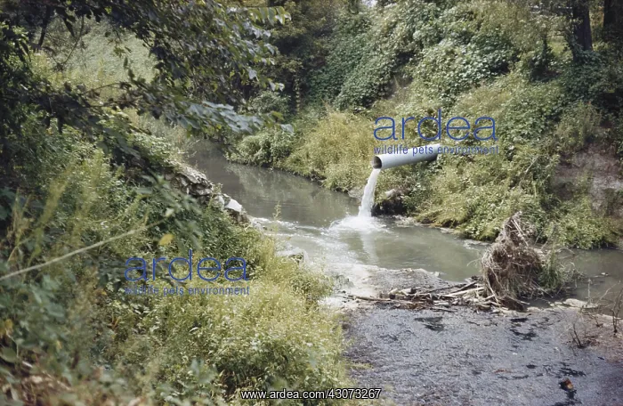 : Sewage Draining into Creek : Sewage Draining into Creek