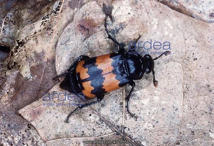 : Sexton / Burying / Carrion BEETLE : Sexton / Burying / Carrion BEETLE
