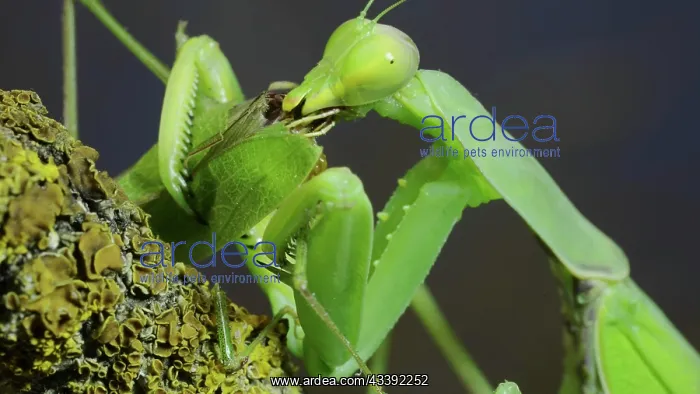 : Sexual cannibalism, Close-up portrait of large f : Sexual cannibalism, Close-up portrait of large f