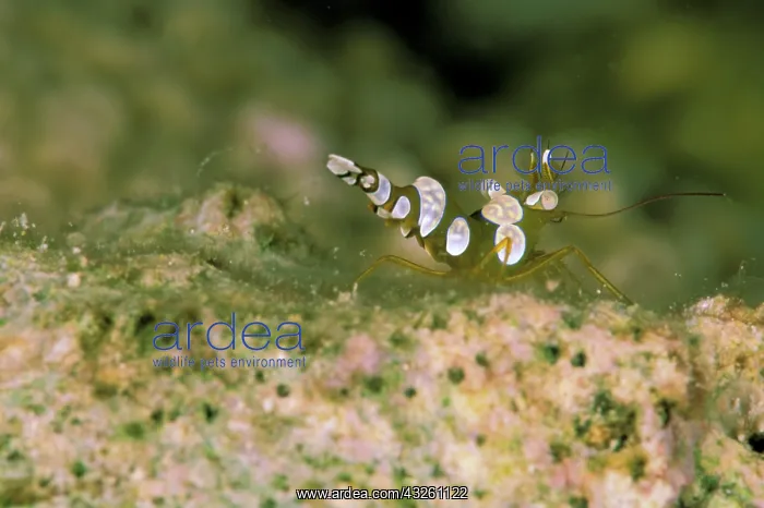 : Sexy anemone shrimp, or thor amboinensis : Sexy anemone shrimp, or thor amboinensis