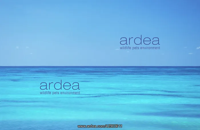  : Seychelles - Assumption Island