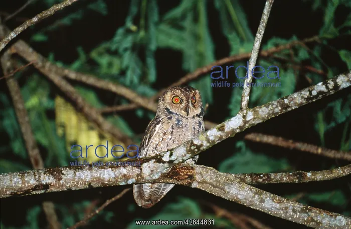 : Seychelles Bare-legged Scops Owl : Seychelles Bare-legged Scops Owl