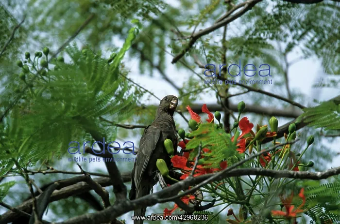 : Seychelles Black Parrot - feeding on Flamboyant Tree Flowers : Seychelles Black Parrot - feeding on Flamboyant Tree Flowers
