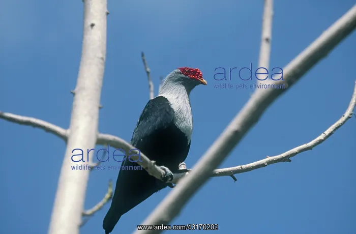 : Seychelles Blue Pigeon : Seychelles Blue Pigeon
