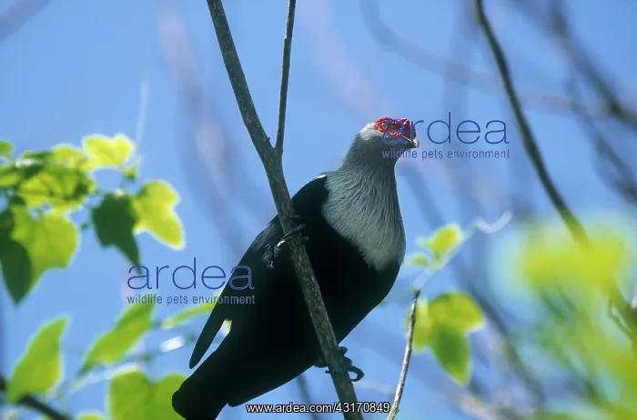 : Seychelles Blue Pigeon : Seychelles Blue Pigeon