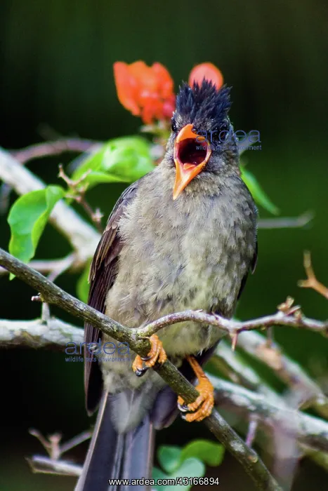: Seychelles Bulbul : Seychelles Bulbul