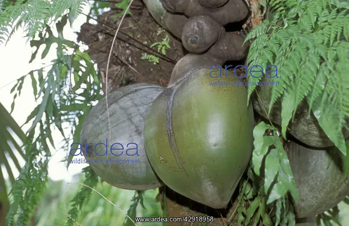 : SEYCHELLES - Coco-de-mer / Maldive Coconut - Seeds : SEYCHELLES - Coco-de-mer / Maldive Coconut - Seeds