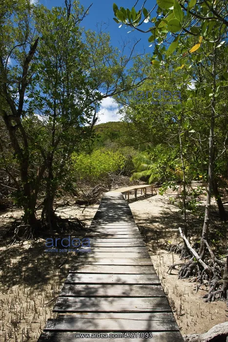 : Seychelles, Curieuse Island, marsh walkway : Seychelles, Curieuse Island, marsh walkway