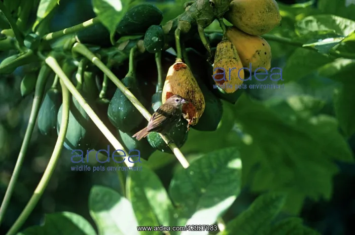 : SEYCHELLES FODY - EATING FRUIT : SEYCHELLES FODY - EATING FRUIT