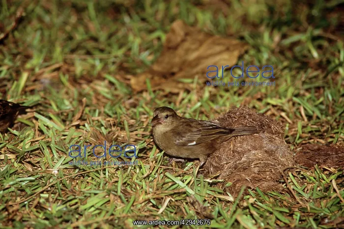: Seychelles FODY - female : Seychelles FODY - female