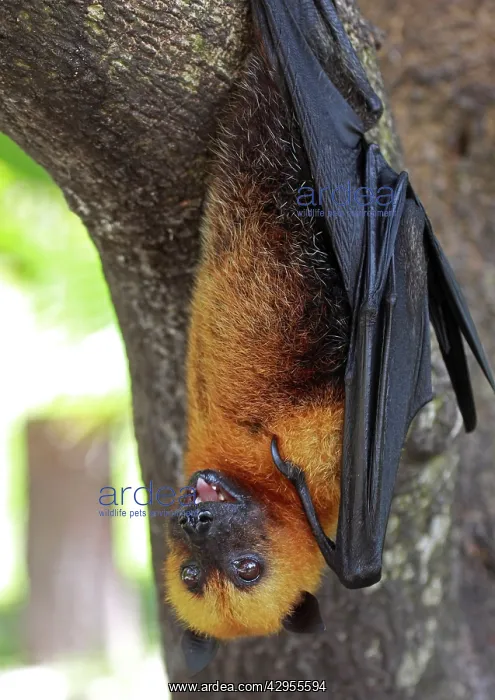 : Seychelles Fruit Bat / Flying Fox - hanging upside down : Seychelles Fruit Bat / Flying Fox - hanging upside down