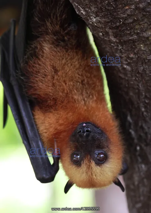 : Seychelles Fruit Bat / Flying Fox - hanging upside down : Seychelles Fruit Bat / Flying Fox - hanging upside down