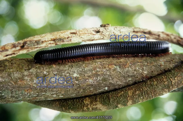: Seychelles Giant Millipede : Seychelles Giant Millipede