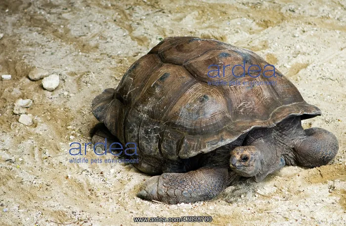 : Seychelles Giant Tortoise (Extinct in the Wild) : Seychelles Giant Tortoise (Extinct in the Wild)