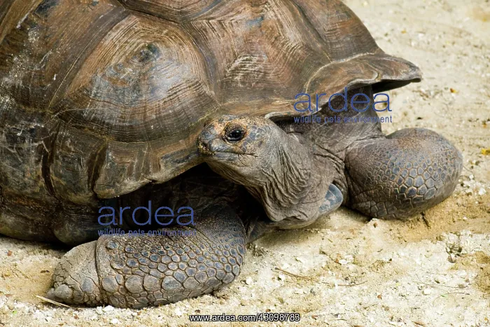 : Seychelles Giant Tortoise (Extinct in the Wild) : Seychelles Giant Tortoise (Extinct in the Wild)