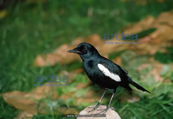 : Seychelles Magpie-Robin : Seychelles Magpie-Robin