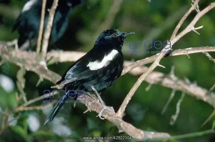: Seychelles Magpie-Robin : Seychelles Magpie-Robin
