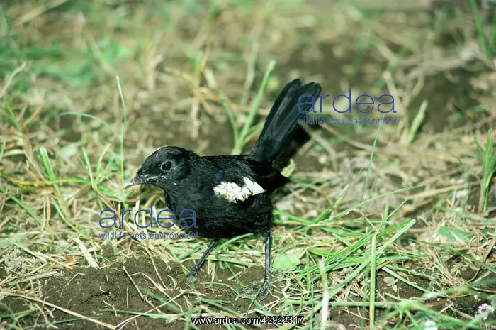 : Seychelles MAGPIE-ROBIN : Seychelles MAGPIE-ROBIN